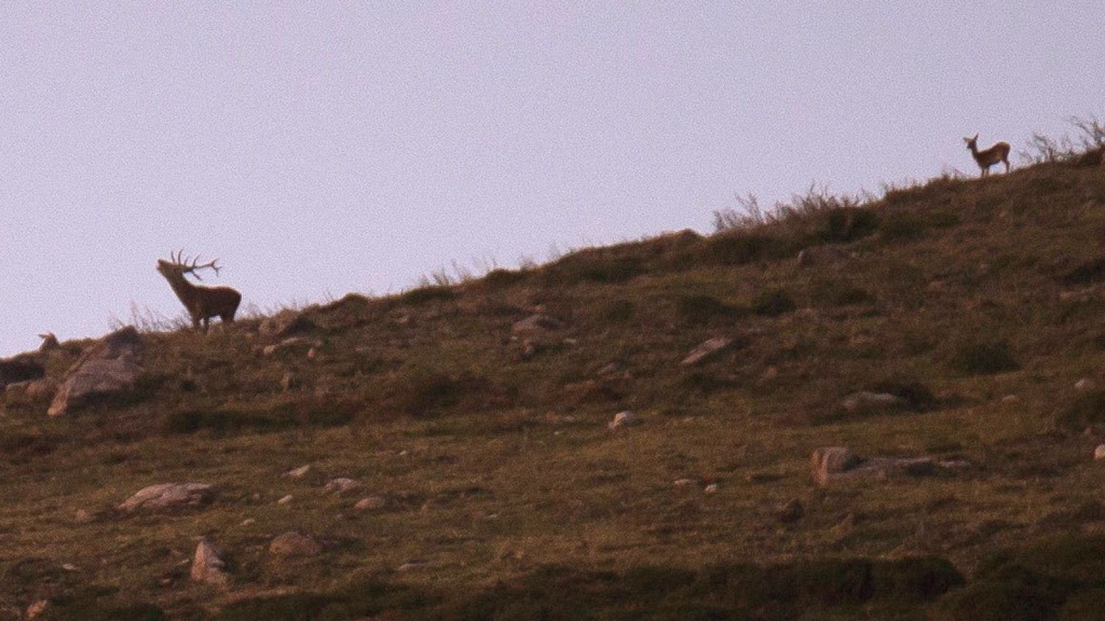 La berrea llega este año con retraso por la ausencia de lluvias