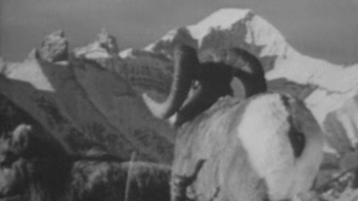 El planeta azul - Fauna norteamericana