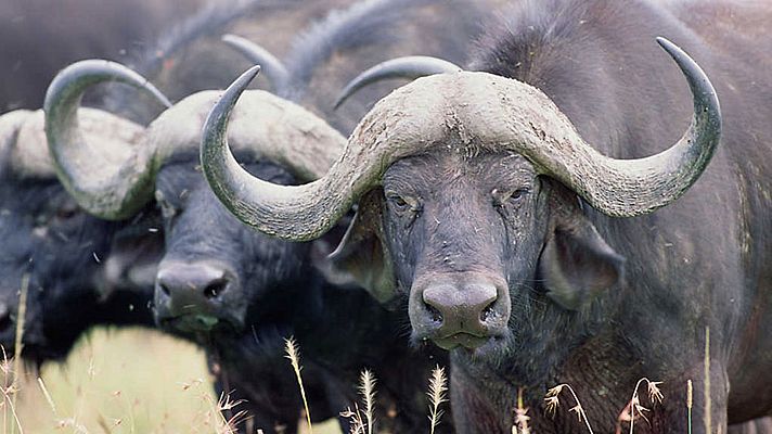 Grandes documentales - La Tierra, un nuevo entorno natural: Llanuras