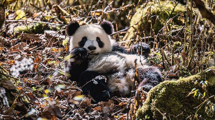 Grandes documentales - La Tierra. Un nuevo entorno natural: Hogar