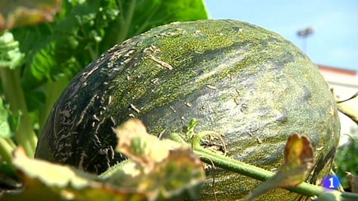 Aquí la Tierra - Cómo saber si un melón está rico