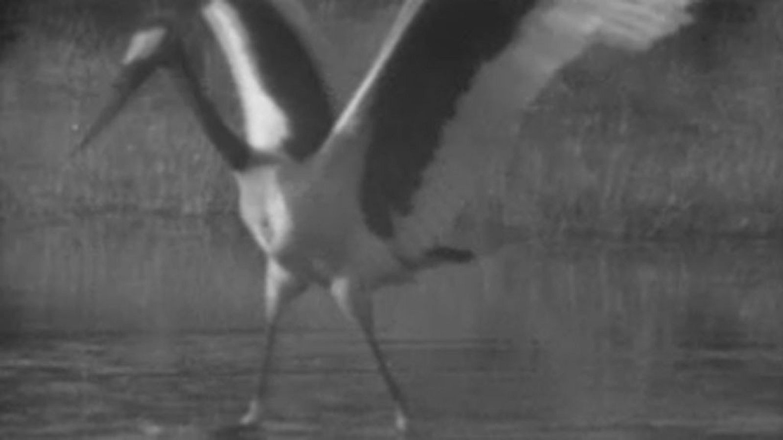 El planeta azul - El Okavango