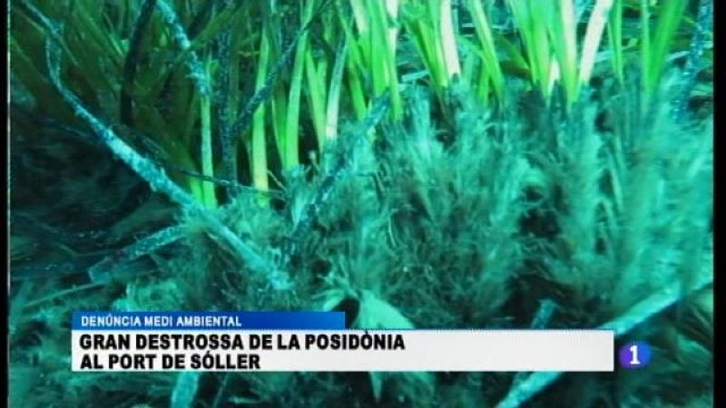 En alerta la posidònia del Port de Sóller