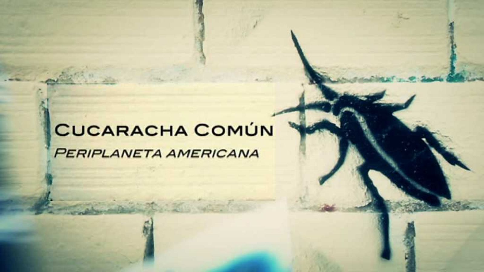 El escarabajo verde - Bicho malo nunca muere - ver ahora