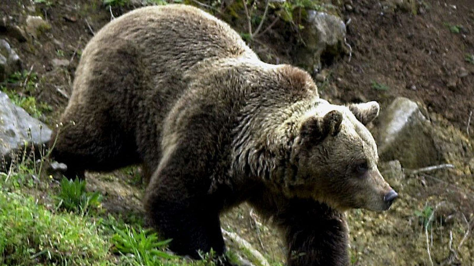 Varios turistas acosan a un oso pardo junto a una carretera en León.