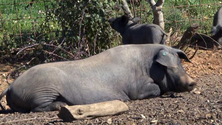 80 cm - Sierra Aracena