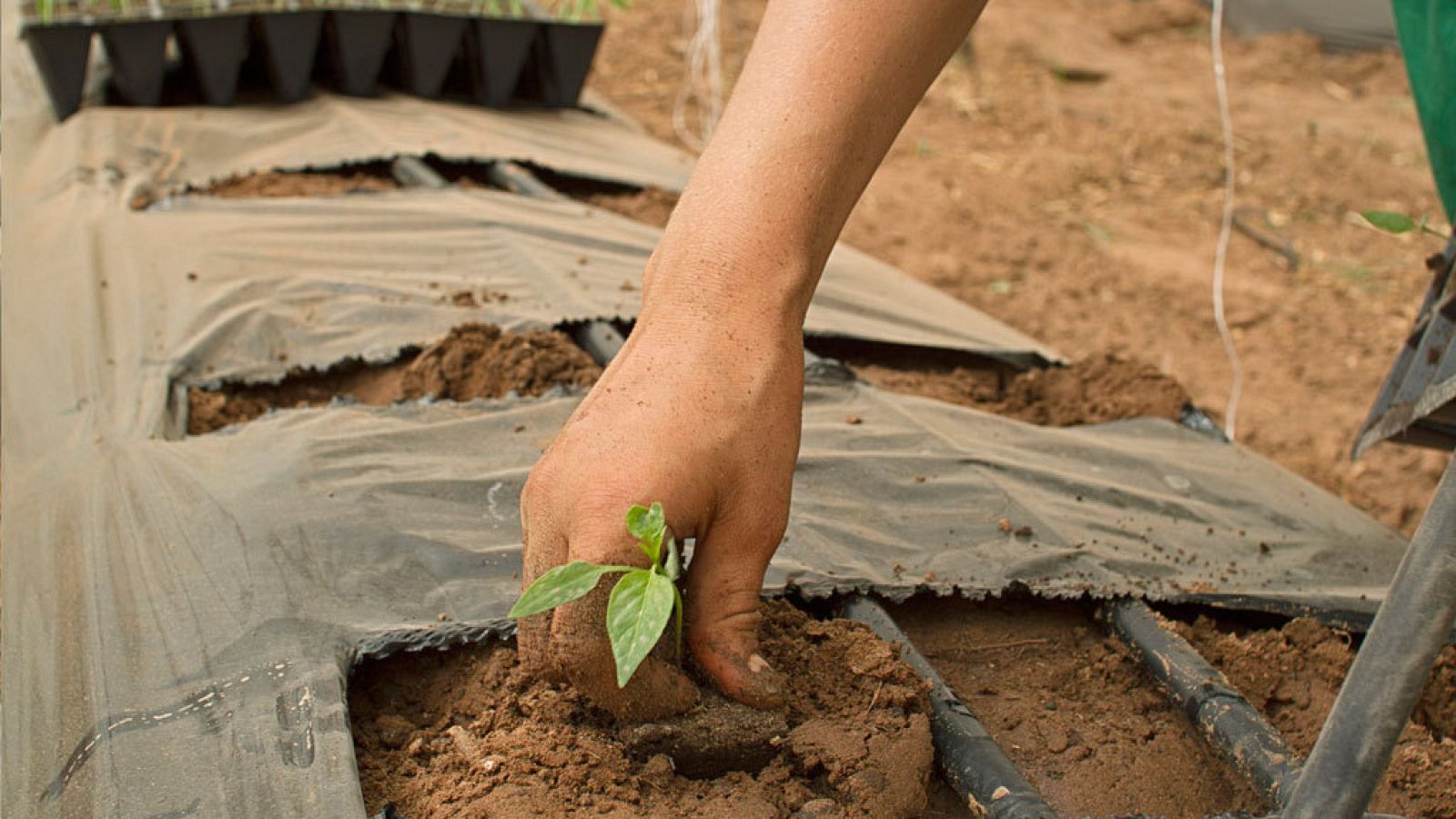 Luchadoras que dedican su vida al campo