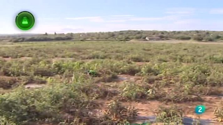 Agrosfera - TOMATES CLIMA