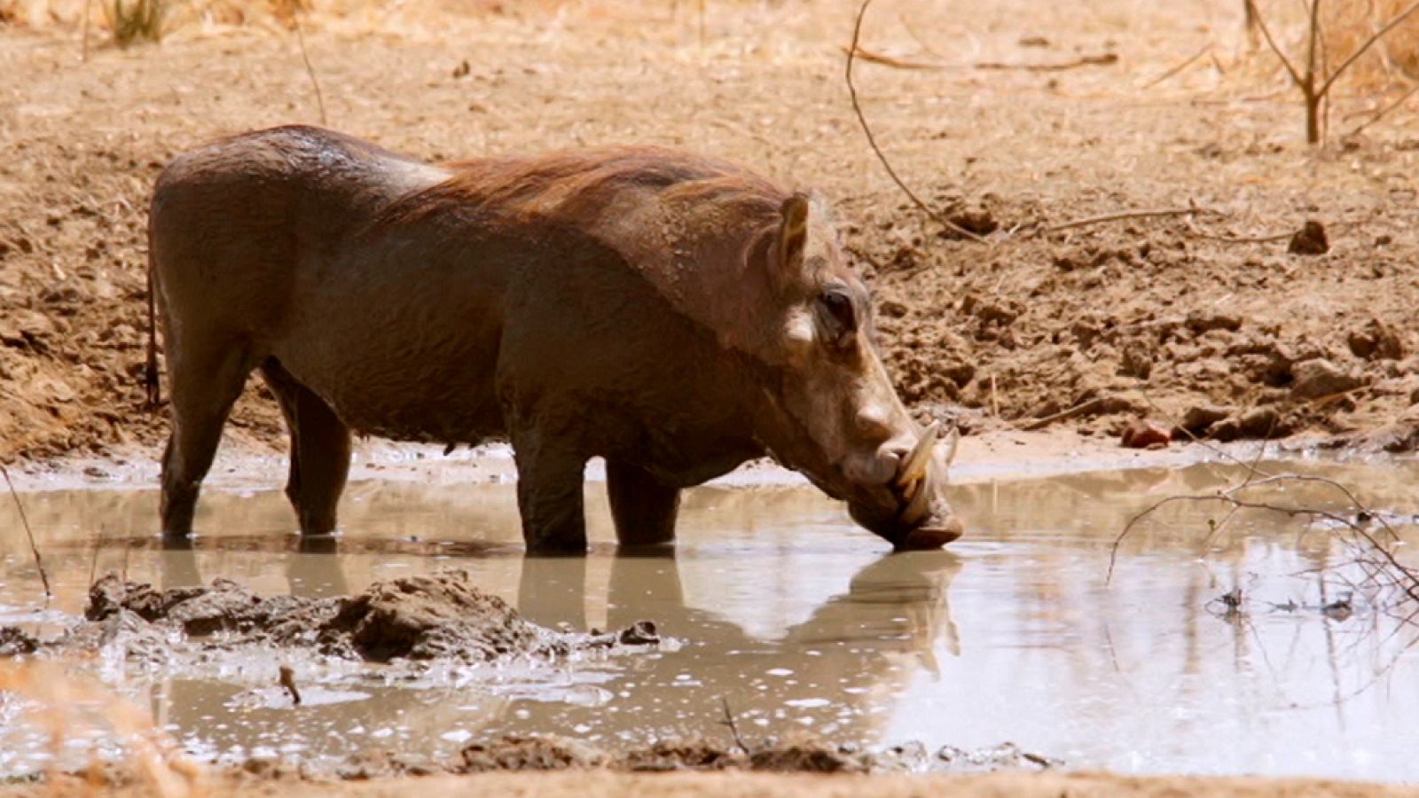 Grandes documentales - África extraordinaria: Zakouma - ver ahora