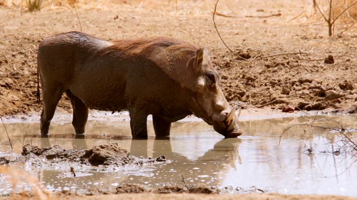 Grandes documentales - África extraordinaria: Zakouma