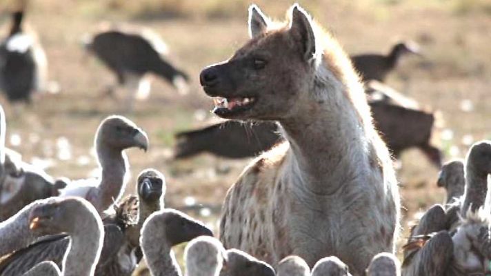 Grandes documentales - África extraordinaria: El continente de los colores