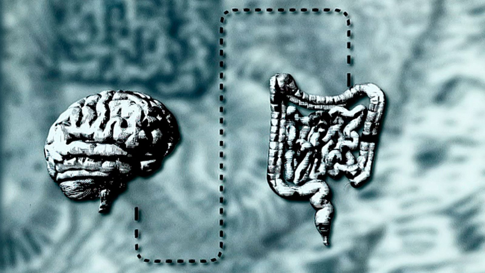 Documenta2 - El vientre, nuestro segundo cerebro - ver ahora