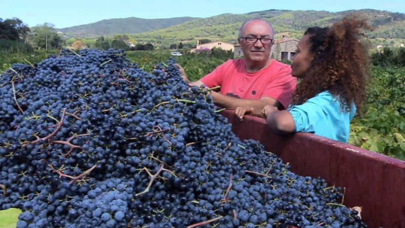 Aquí la tierra - Parte de la viña, vuelve a la viña