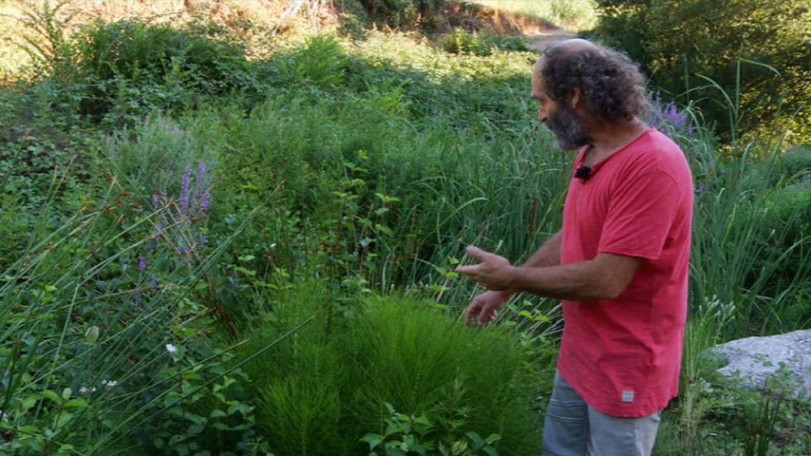 Plantas con raíces en el agua