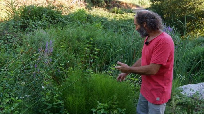 Aquí la Tierra - Plantas con raíces en el agua