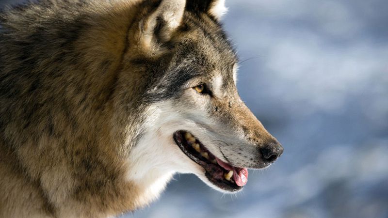 Grandes documentales - Lobos errantes, 1ª parte - ver ahora