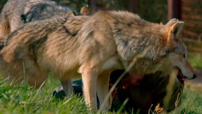 Grandes documentales - Lobos errantes, 2ª parte