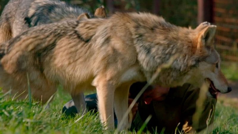 Grandes documentales - Lobos errantes, 2ª parte - ver ahora