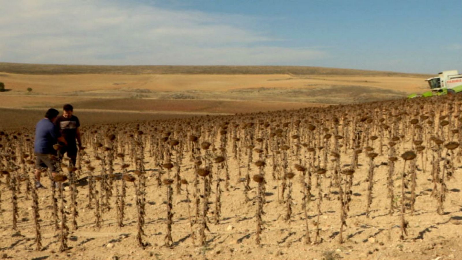 Los mil usos del girasol
