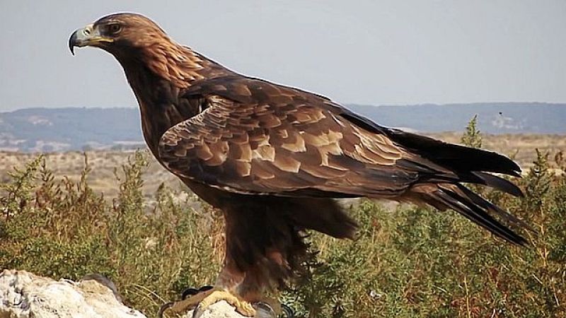 UNED - El milano de Grefa - 20/10/17