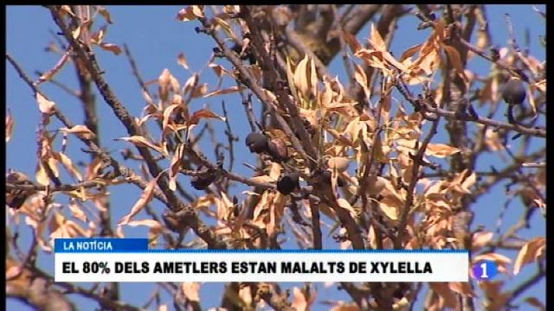 Informatiu Balear en 2' - 20/10/17