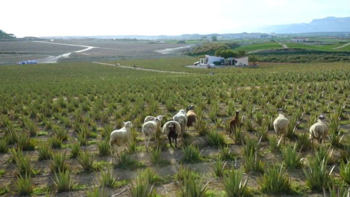 Aquí la Tierra - Entre aloe vera y ovejas