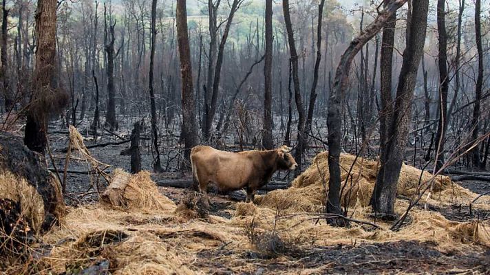 Informe Semanal - Fuegos con intención