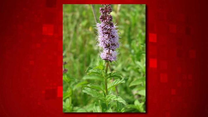 Saber y ganar - Saber y ganar. Edición fin de semana - 22/10/17