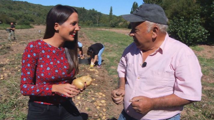 Aquí la Tierra - Unas patatas que brillan como el oro