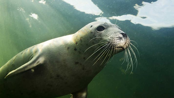 Grandes documentales - El Báltico salvaje: La vida en la costa ámbar