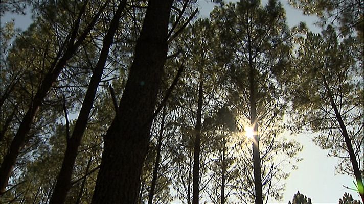 Telediario 1 - Un bosque de Pontevedra, testigo del cambio climático