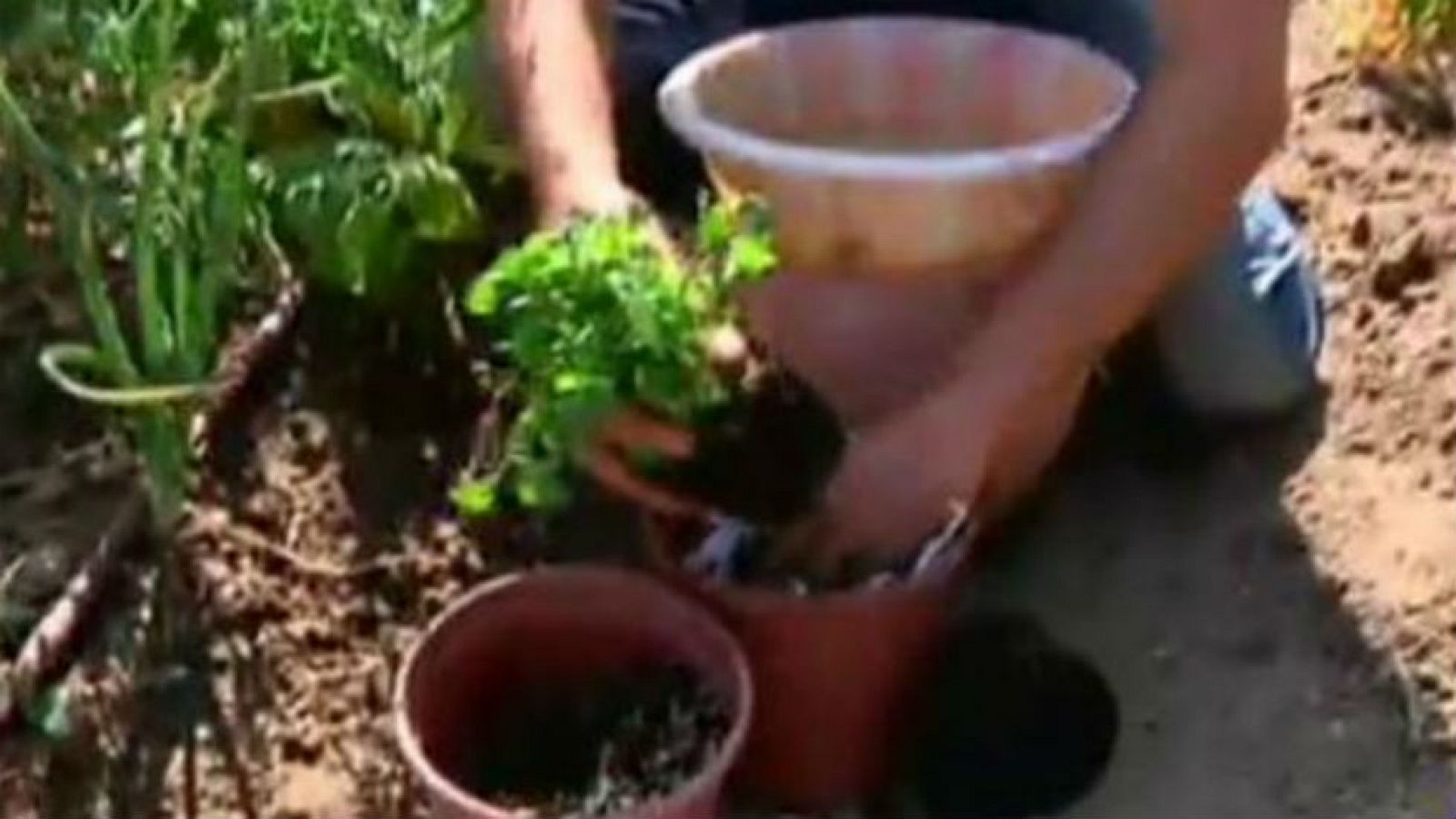 Cultiva berros ¡en maceta!