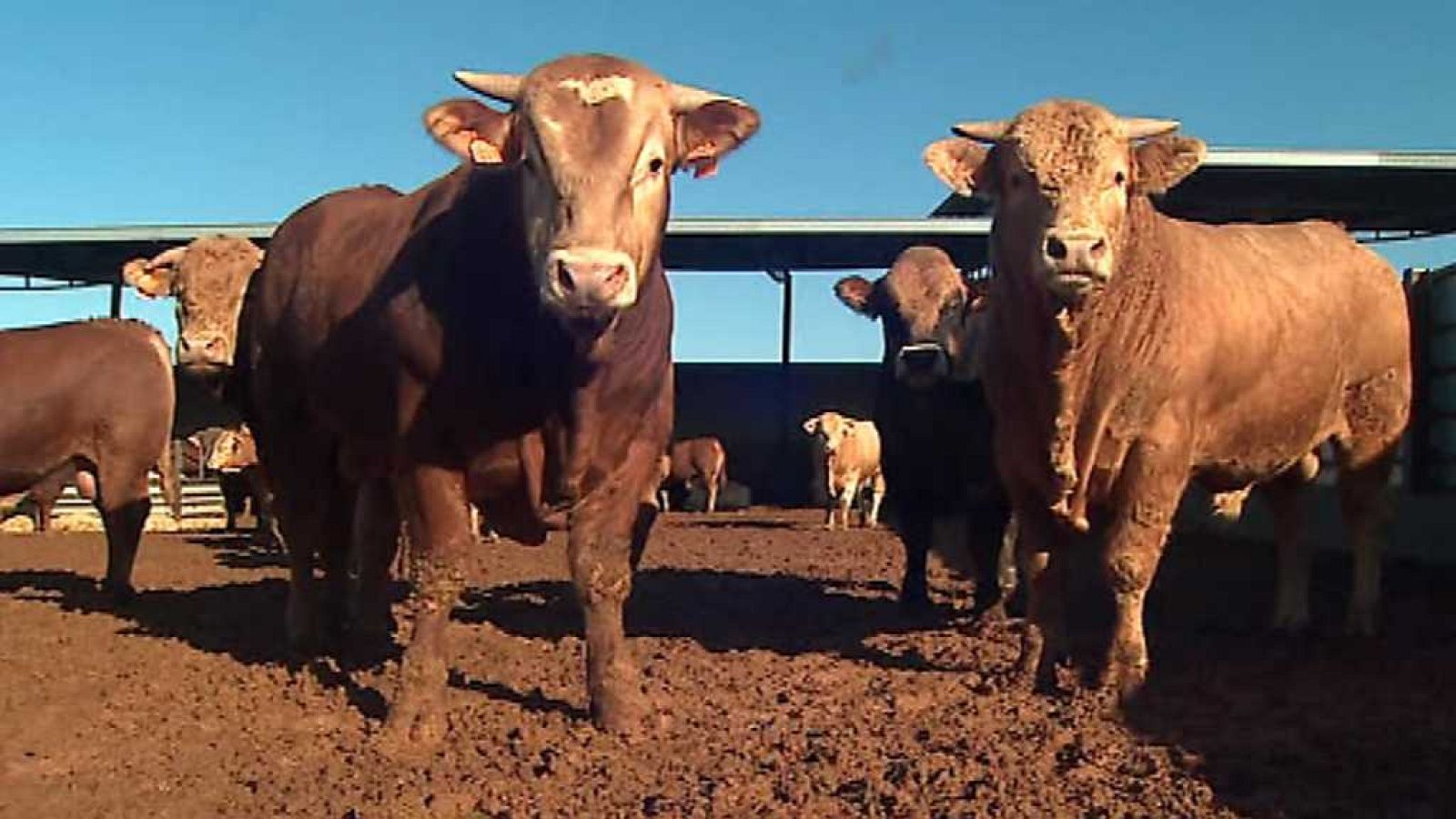 Agrosfera - 28/10/17 - ver ahora