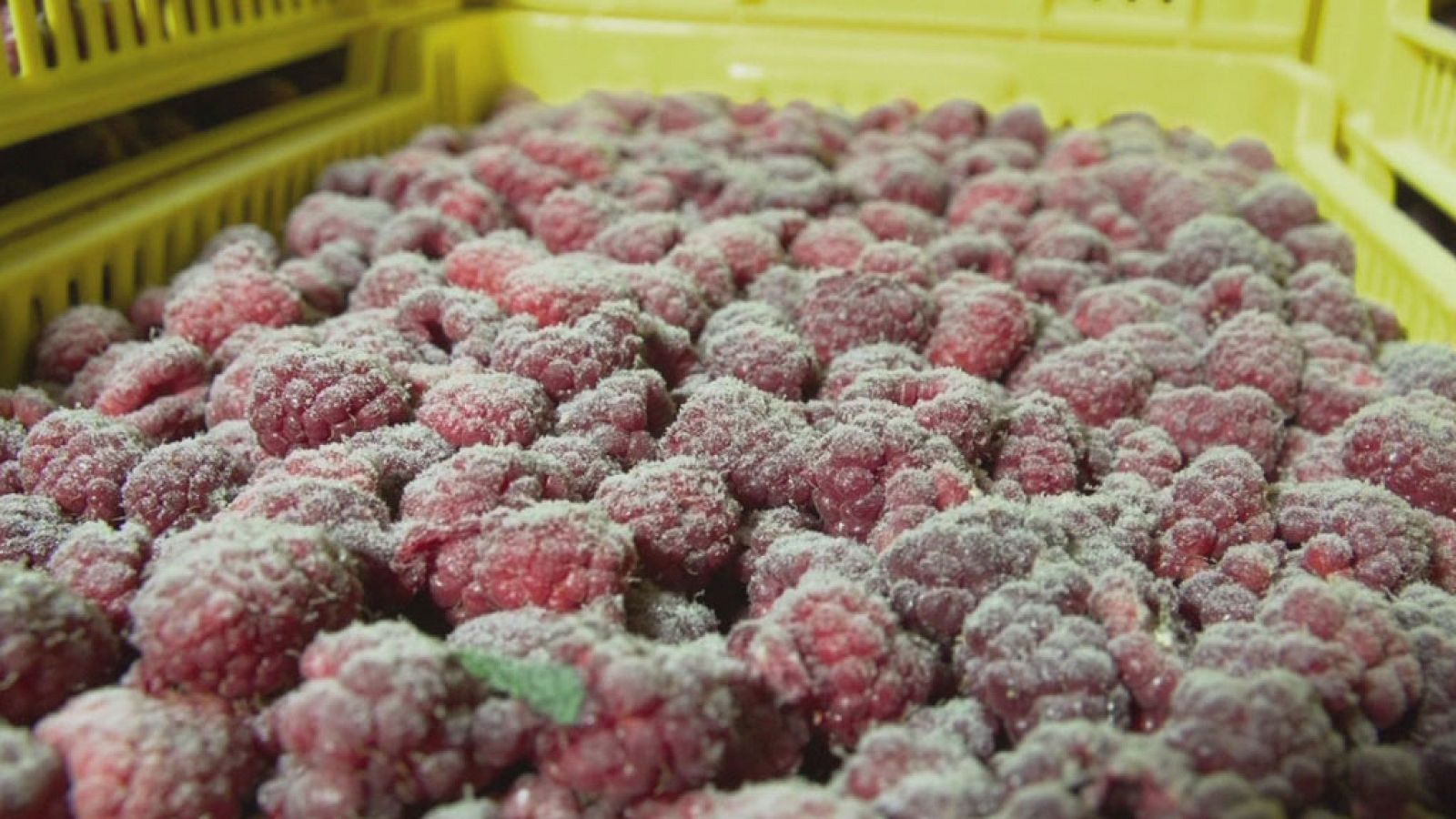 La noche temática - El fraude de la fruta falsa - ver ahora