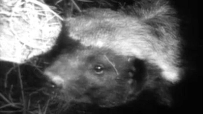 El planeta azul - Fauna etiópica