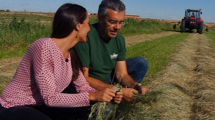 Aquí la Tierra - ¡Alimento para las vacas!