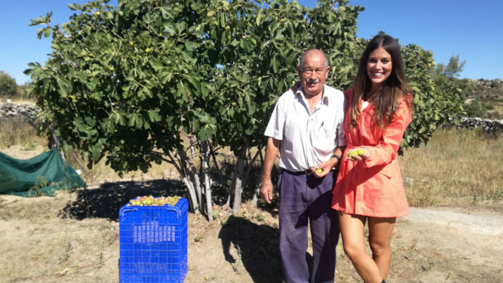 Higos cuidados con mimo