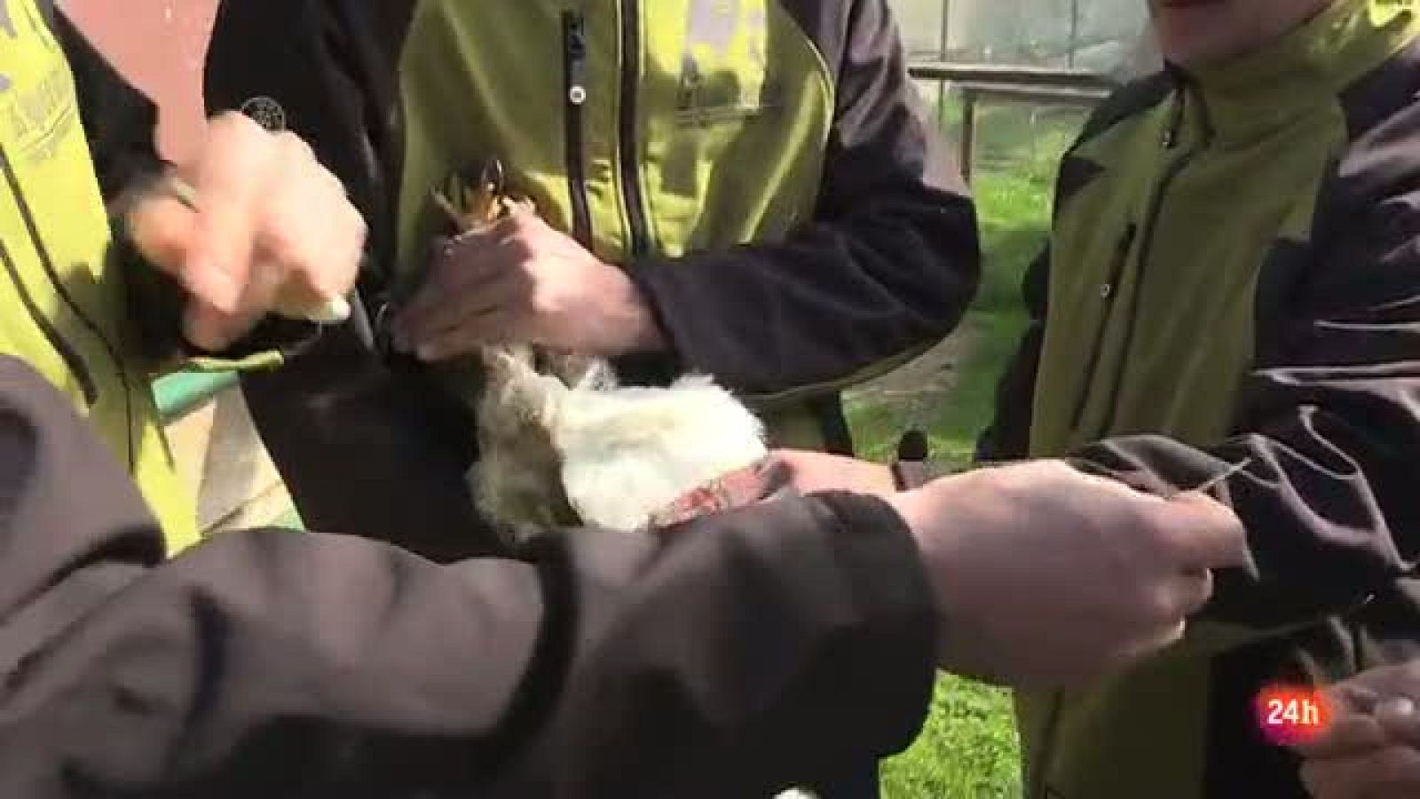 José Antonio Alonso ha organizado un curso de cría en cautividad
