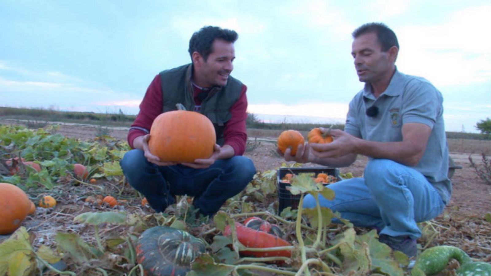 Calabazas ¡raras, raras!
