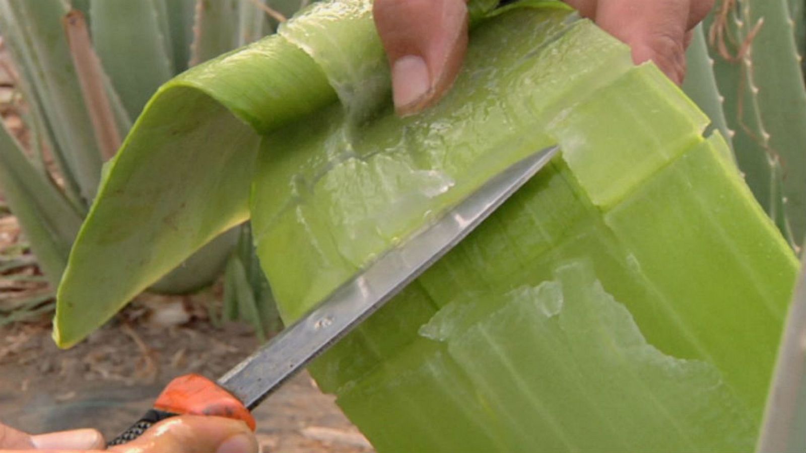 Aloe: botiquín en el campo