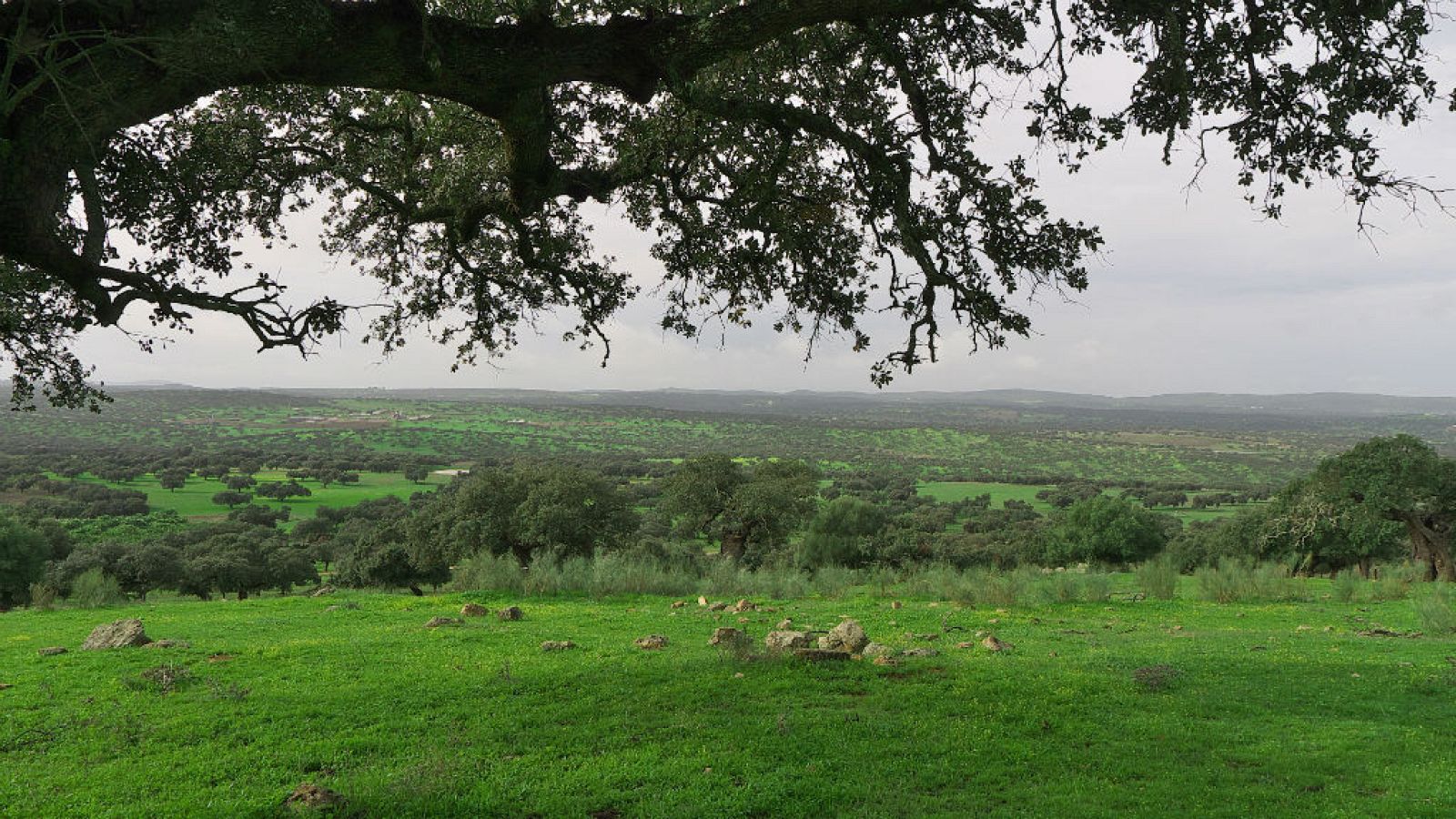 El arca de Noé - La dehesa