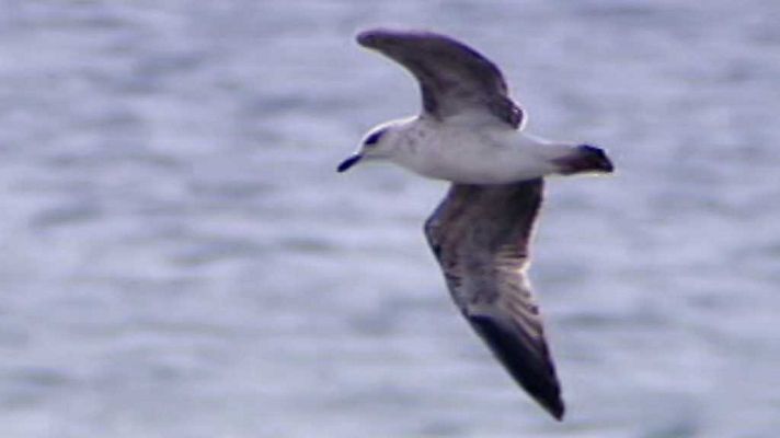 El escarabajo verde - Lo que anuncian las aves