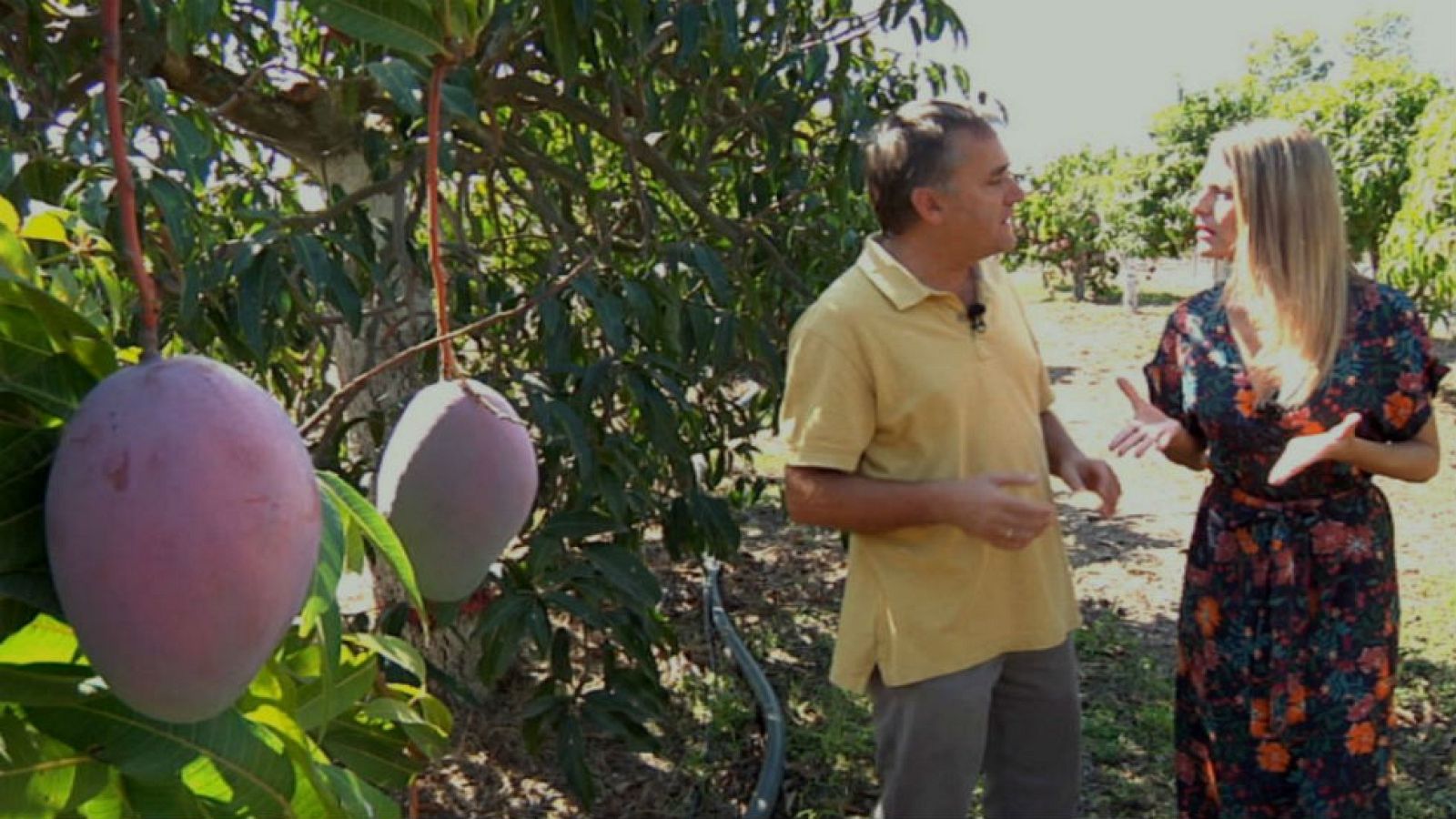 El mango Ataúlfo