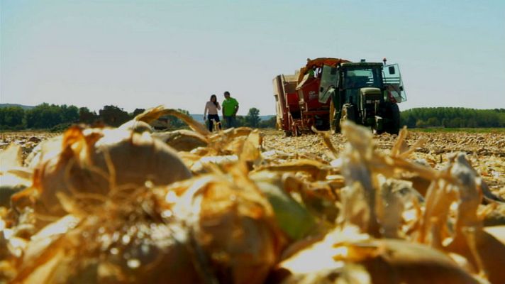 Aquí la Tierra - La mejor cebolla para la morcilla de Burgos