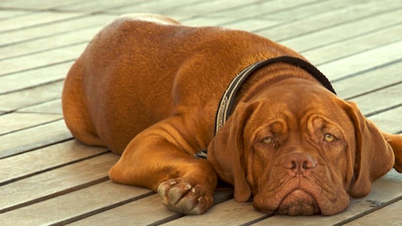 Continúa muy grave la mujer que perdió las piernas por la mordedura de unos perros