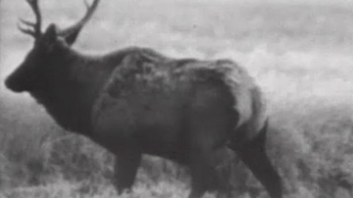 El planeta azul - El otoño (II)