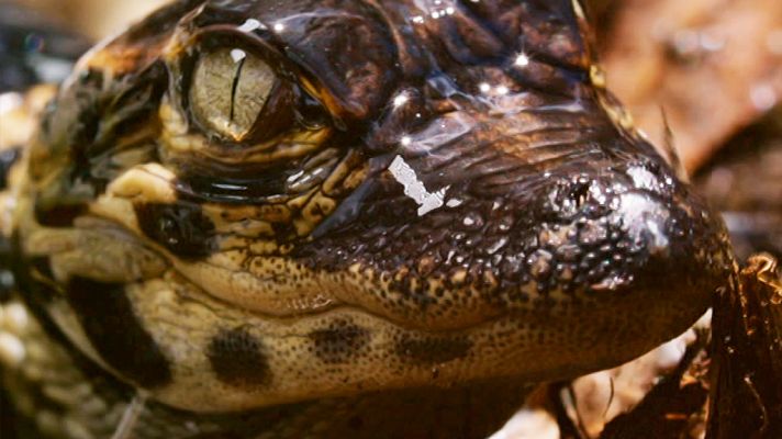 Grandes documentales - El Mississippi, el río de Estados Unidos: El bayu