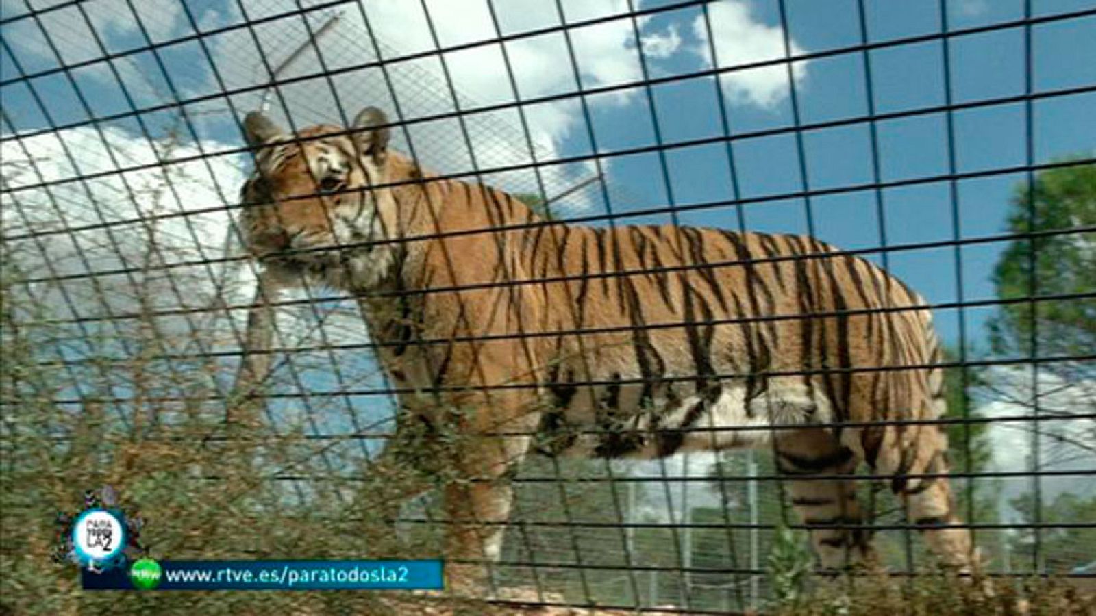 Para Todos La 2 - Derechos de los animales.  InfoCIRCOS