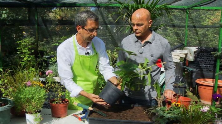 Aquí la Tierra - Cómo cuidar las plantas en otoño