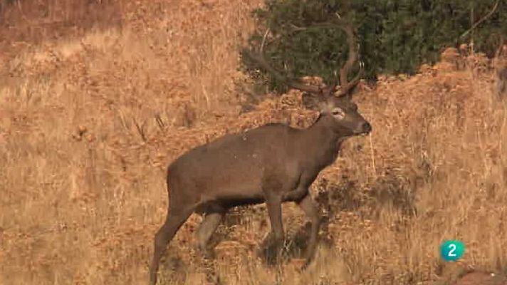 Jara y sedal - Chivera baja